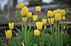 Community Gardens