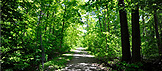 Forestry and Naturalization