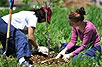 Tree Planting