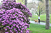 Rhododendron Gardens